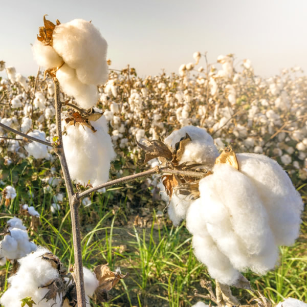 Egyptian cotton in a field