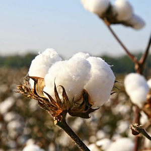 Cotton plant found in Victoria collection of luxury duvet covers