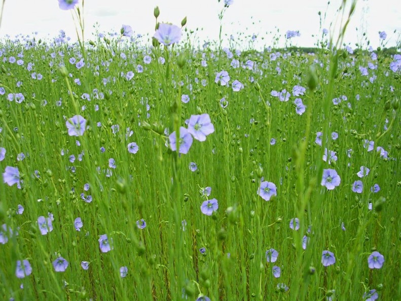 Image of a field of cotton flax From The Humble Flax Plant Comes Luxury Bed Linen