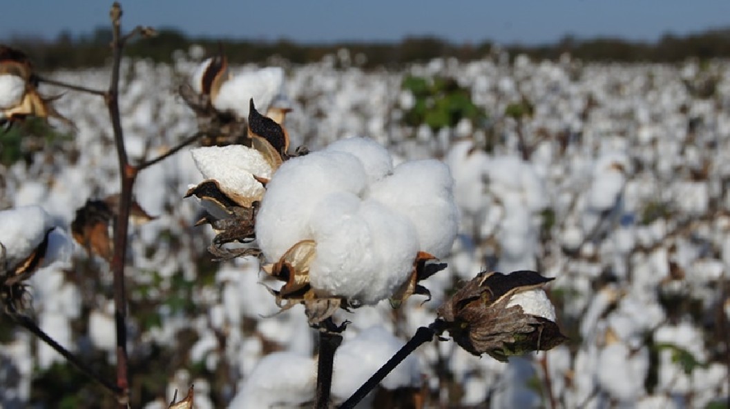 Duvet cover starts with field of pure cotton Pure Cotton Duvet Cover